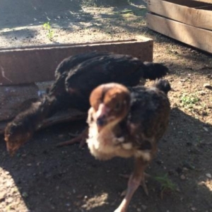 Temız qan heyratılardı 1 ay yarımlıqdılar v�