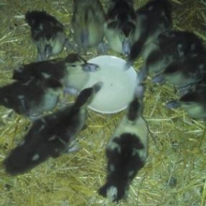 11dene lal ordek balasi