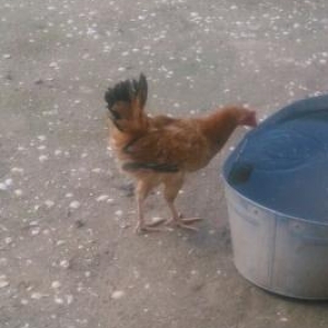 fere tuyuq ve xoruzlar var sağlamdır hec bır xestelıklerı yoxdu