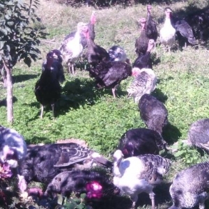 Hörmətli alıcılar yerli hinduskalar satılır. Bura qoymaginan elanı qal