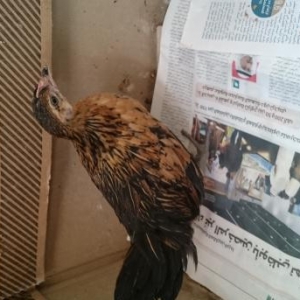 Yaponka fere iki ay yarımlıq