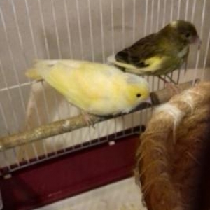 Hazlr bala veren bülbül  cütler satlram. tergit