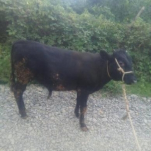 erkey Dana aliram ayaq usdu, ya kesilmiw wekilde cekisi 120 200 kiloya