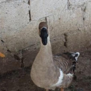 Yalniz iki eded qalib. Temiz Rusya xalmaqor qazlar