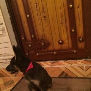 nemeskiy avcarka. asagi yeri yoxdu.2 ayliqdi