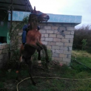 1yaşıvar dişidi miniydi qabaxı qalxır yorxad�