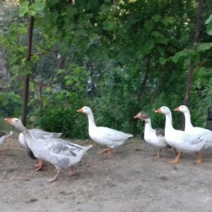 Salam.Her Növde qazlar Var İsdediyiniz Qazı Gelib Baxıb Seçe bilersiz