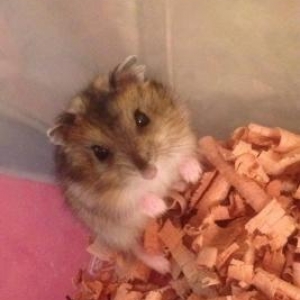 Джунгарский хомяк ручной игривый не воняют очень милые) всего за 5 ман