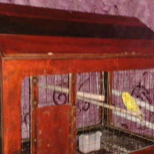 Qefes satilir 30 manata ela veziyetdedi boyuk qefesdi 70 uzunu 60 hund