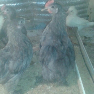 Karlik becələri satılır 3  aylıq tam saglam  satılır və ya fərəsiylə b