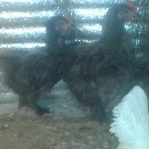 Karlik becələri satılır 3  aylıq tam saglam  satılır və ya fərəsiylə b