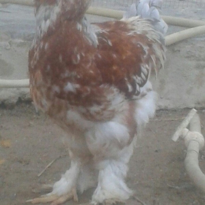 Brama xoruzu satılır tam saglam peyvəndləri vurulub  fərəsidə var sadı