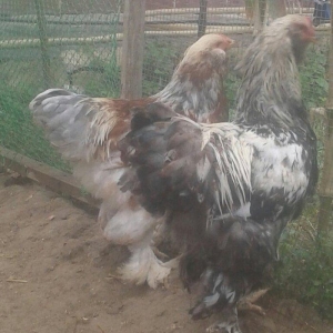 Brama xoruzları satılır tam saglam bütün peyvəndləri vurulub  5 aylıqd