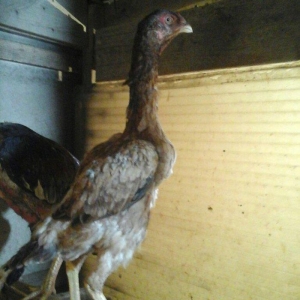 Heyratı toyugu temiz ozbek sortu tam saglamdir.