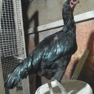 Heyratı toyugu doyusgen temiz ingilis sortu yumurtlayir tam saglamdir.