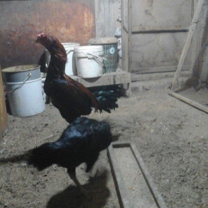 Heyratı toyugu doyusgen temiz ingilis sortu yumurtlayir tam saglamdir.