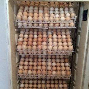 inkubatorlarin yığılması ve temiri.  inkubator tam avtomatik rejimde m