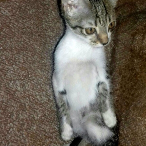 Pulsuz yaxşı etibarlı ellere temiz ev pişiyi verilir 2 aylıq dişi