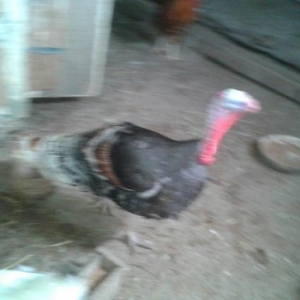 Erkek hinduska ve  diwi hinduwka damzliq satilir. 2 cut var.Her ikisi