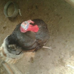 Erkek hinduska ve  diwi hinduwka damzliq satilir. 2 cut var.Her ikisi