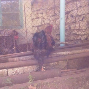 Brama dark satılır  peyvənd olunub tam saqlam niri aqır xoruzdur