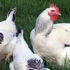 tam mayali qariwiq kend toyuqlarinin yumurtasi. en cox serbirst ve kul