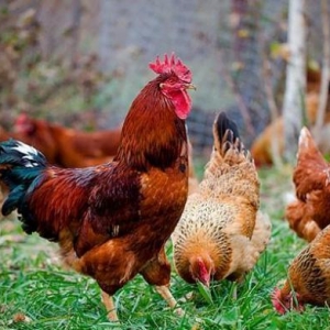 Kulcikan ve serbirst kend yumurtasi. Tam mayali qiymeti 0. 30 qepik co