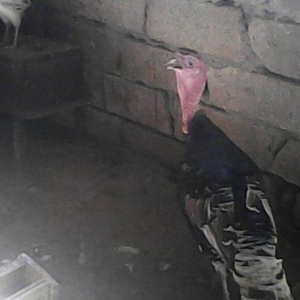 Tecili 2 cut hinduska satilir. 2 eded erkek 2 eded diwi hinduska satil