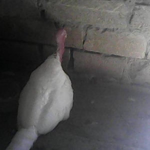 Tecili 2 cut hinduska satilir. 2 eded erkek 2 eded diwi hinduska satil