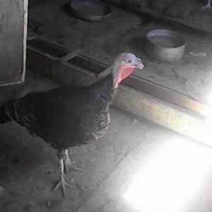 Tecili 2 cut hinduska satilir. 2 eded erkek 2 eded diwi hinduska satil