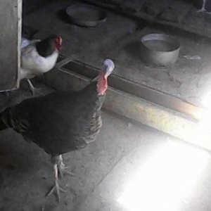 Tecili 2 cut hinduska satilir. 2 eded erkek 2 eded diwi hinduska satil