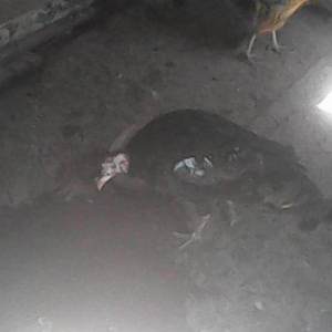 Tecili 2 cut hinduska satilir. 2 eded erkek 2 eded diwi hinduska satil