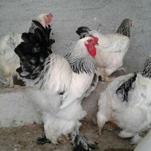 Brahma layt yumurtasi gic gic sual vermeyin heyvanlar heyetdedi ciddi