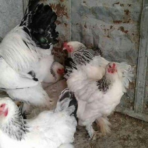 Brahma layt yumurtasi gic gic sual vermeyin heyvanlar heyetdedi ciddi