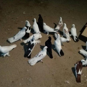 19 dene quwdu 180 manata coxu demek olarki cox quyruqdu