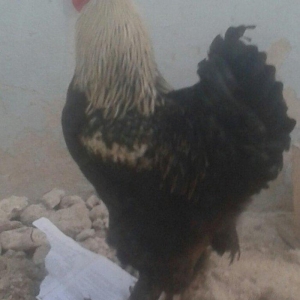 Brama xoruz sstılır  9 aylıq tam sahlam  darkın fərəsiylə bsrter edərə