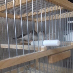 Salam  amadin  5 dənə erkək dişisi bilinmir  hələ ancaq  real alclar