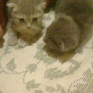 Wotlat piwiy balalari 1ay 10gunluk diwidiler latoka gedirler cox wirin