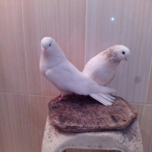 1cut ag agquyruqlar maskvadan gelib erkeyin ayaginda uzuyude var kodlu