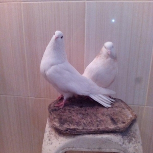 1cut ag agquyruqlar maskvadan gelib erkeyin ayaginda uzuyude var kodlu