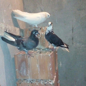 13 eded agquyryqlar nikoleyeviskidi hamisi 1 cutu ag agquyruqdu keven