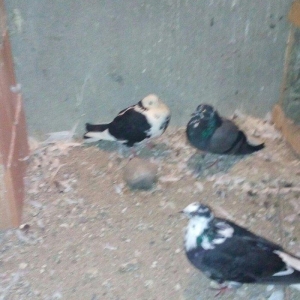 13 eded agquyryqlar nikoleyeviskidi hamisi 1 cutu ag agquyruqdu keven