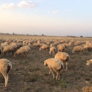 204 baş boğaz qoyun satılır. (qaradolaq sortu)