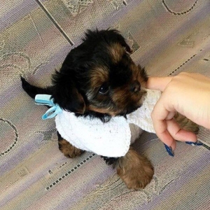 Yorkirskiy terriyer ay yarimliqdir. Wirin decel diwidir.600 Azn. Boyud