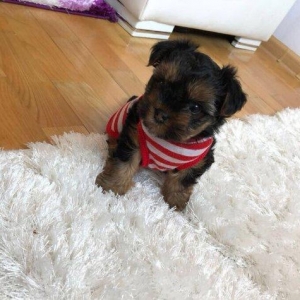 Yorkirskiy terriyer ay yarimliqdir. Wirin decel diwidir.600 Azn. Boyud