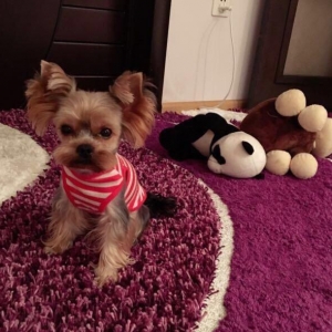 Yorkirskiy terriyer ay yarimliqdir. Wirin decel diwidir.600 Azn. Boyud