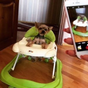 Yorkirskiy terriyer ay yarimliqdir. Wirin decel diwidir.600 Azn. Boyud