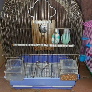 Tam saglam hazir cut papuqaylar satilir disi yuvaya girib cixir boyuk