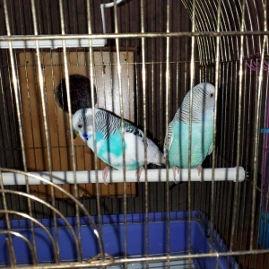 Tam saglam hazir cut papuqaylar satilir disi yuvaya girib cixir boyuk