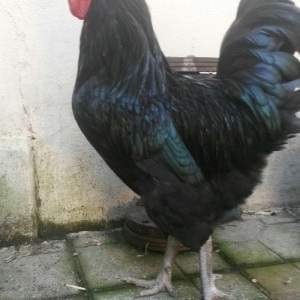 avstrolop sortlu Toyuq 50azn 1denesi real isteyen elaqe saxlasin